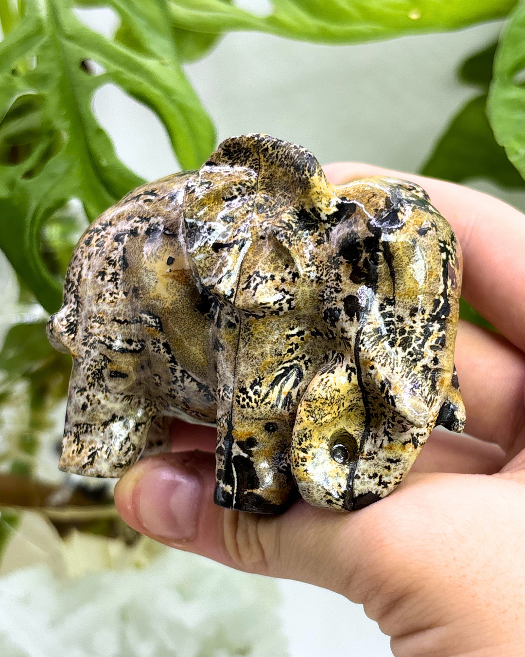 Picture Jasper Elephant 2