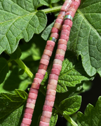 Rhodonite Disc Crystal Necklace