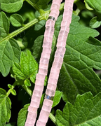 Rose Quartz Disc Crystal Necklace