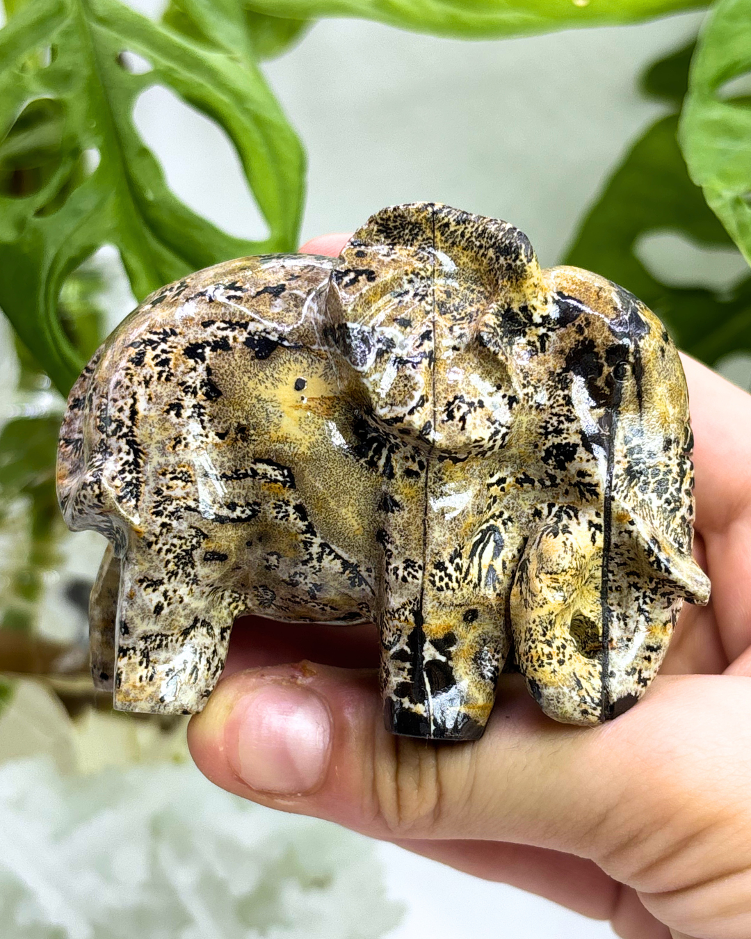 Picture Jasper Elephant 2