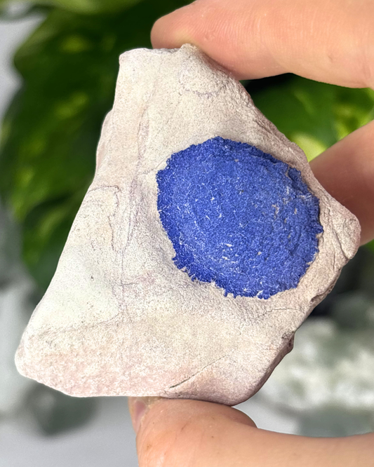 Blue Azurite Sun on Siltstone Specimen