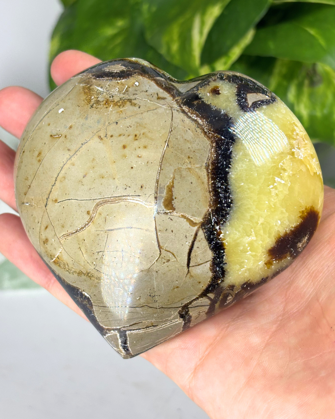 XL Septarian Heart